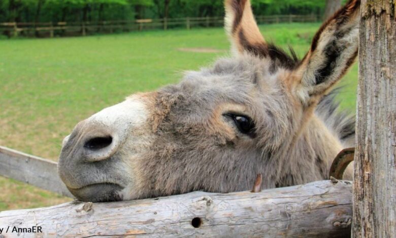 Woman saves abandoned donkey watching her around 'like a puppy'