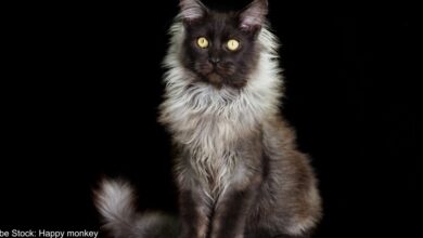 Meet Richie: The Maine Coon with the most gorgeous fur