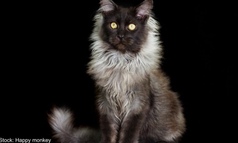 Meet Richie: The Maine Coon with the most gorgeous fur