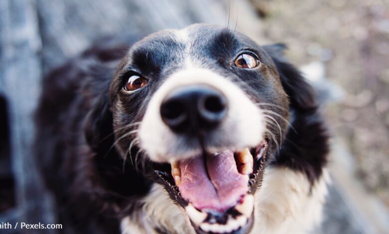 Brain scans show Dogs can speak one language from another