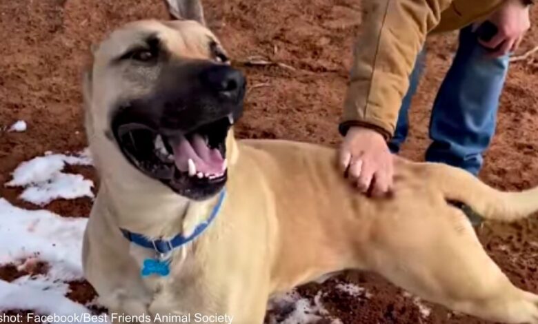 The shelter dog with "Perfect Grin isn't perfect" just wants to find someone to love