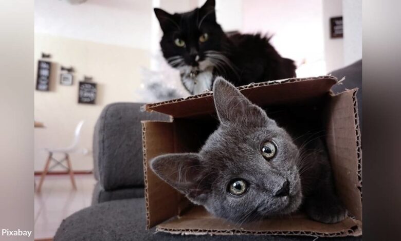 Rescue Cats Scattered After Adorable Claims Owner's Canned Blender And Refuses To Move