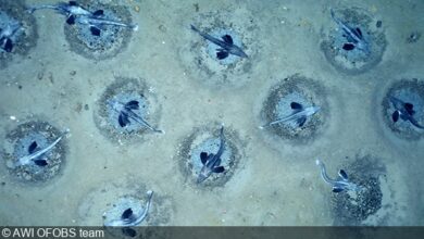 Honeycombs of 60 million ice fish nests discovered beneath the ice in Antarctica