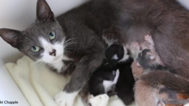 Mother cat lost her nest to adopt orphaned kittens