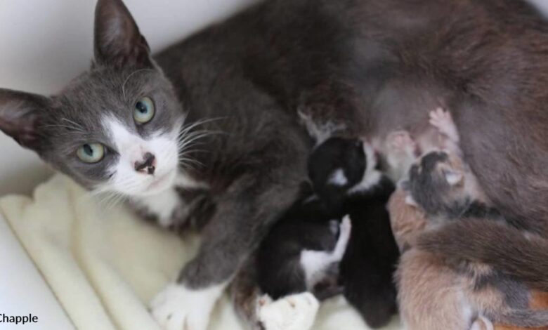 Mother cat lost her nest to adopt orphaned kittens