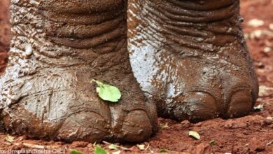 Rescue elephants receive weekly pedicures at Tennessee Sanctuary