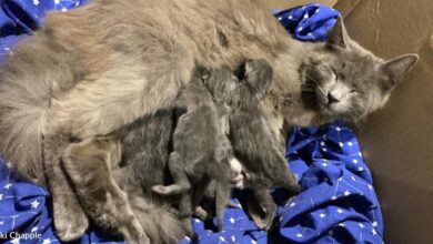 Emaciated mother cat and kittens rescued from trash