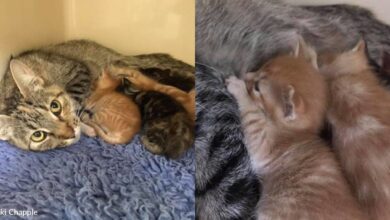 Mother cat keeps her kittens alive despite breaking her spine