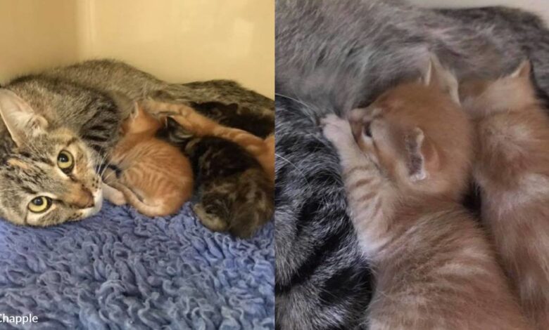 Mother cat keeps her kittens alive despite breaking her spine
