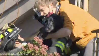 Miracle dog was saved almost a week after people thought it died in a landslide