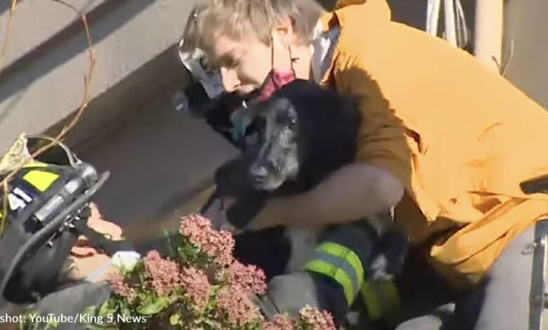 Miracle dog was saved almost a week after people thought it died in a landslide
