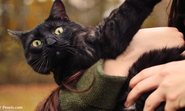 Woman creates a special bag for her rescue cat to take him around the country