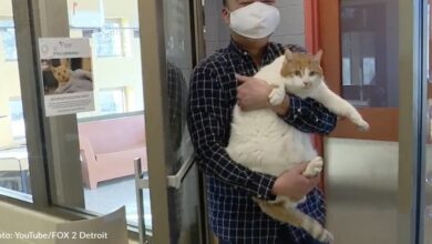 The shelter cat Chonky with a lot of love looking for someone to give it a home