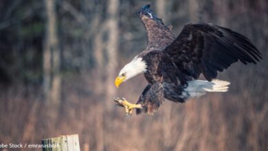 Lead Ammo is Recovering Bald Eagles in the Northeast