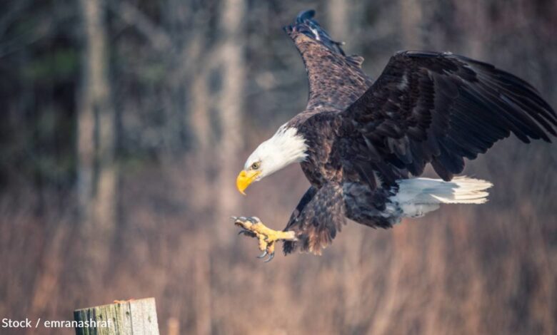 Lead Ammo is Recovering Bald Eagles in the Northeast