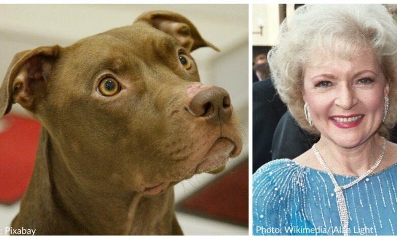 Detroit Dog Rescue plans to play "Golden Girls" theme song every time a dog is adopted by Betty White