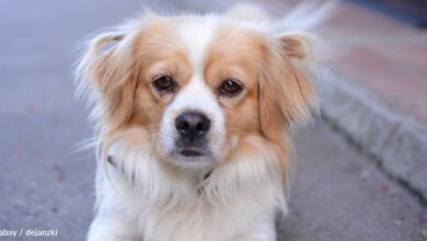 'Strange, awkward' dog dumped at shelter finds new home