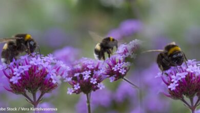 Small gardens bring great benefits to bees, research works