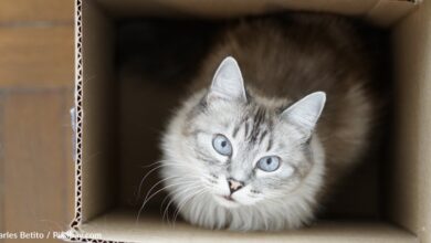 Science weighs in on why cats like to sit in boxes