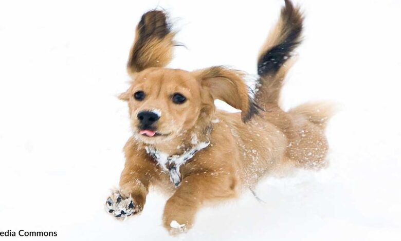 Three cute dachshunds racing around the ski slopes