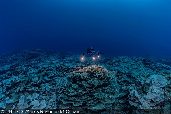 Rare, pristine reef discovered off the coast of Tahiti