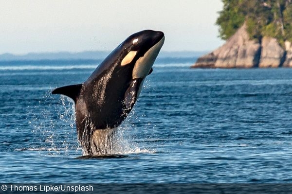 Orcas can kill adult blue whales