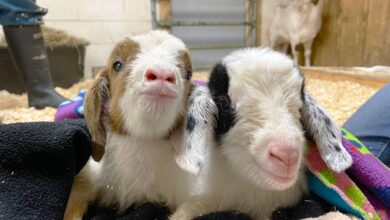After Mama Goats' rescue, two sets of twins were born at Farm Sanctuary
