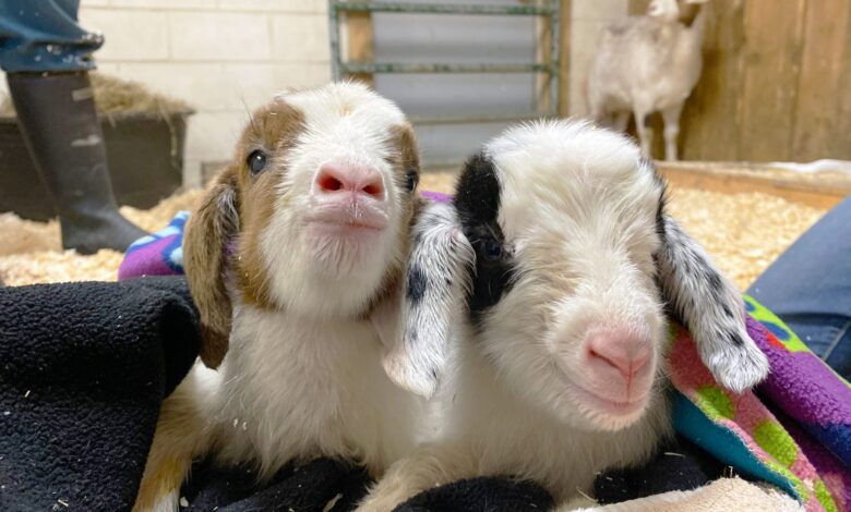 After Mama Goats' rescue, two sets of twins were born at Farm Sanctuary