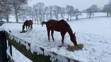 Winter weather and horse care