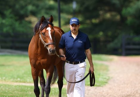Wests Breed Maximum Security's First Foal