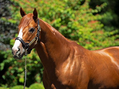 First crop sires to see at millions of magic