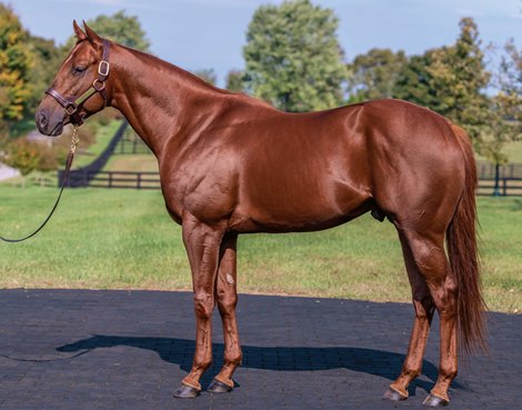 Speightster to Ontario's Northern Dawn stables