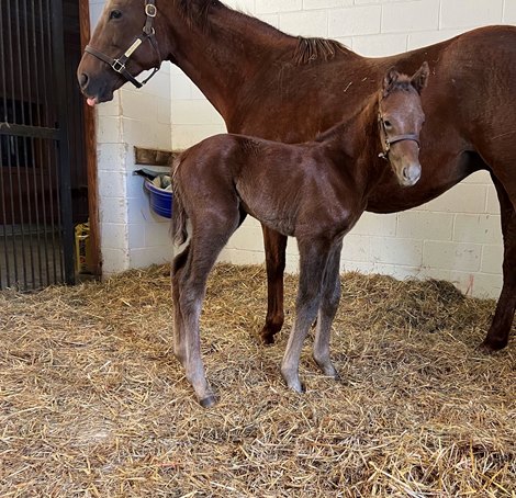 Gift Box's first reported foal is a Kentucky Colt
