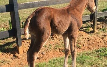 The first donkey reported for Bobby's Wicked One a Filly