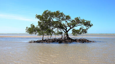 Tropical Mangrove Exploration Coral Island Expedition Get More Land - Earn it?
