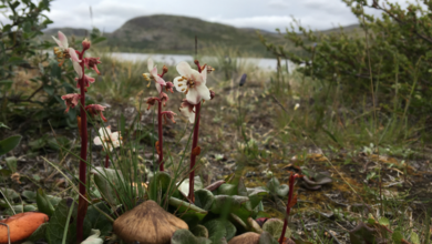 Caribou and Muskoxen Buffer Climate Impact on Rare Plant Species - Any Effects?