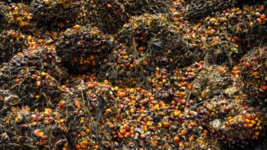 Can synthetic palm oil help save the world's rainforests?