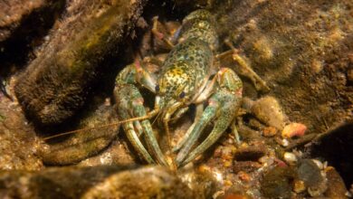 Is there an invading army of Crayfish Clone?  Try them