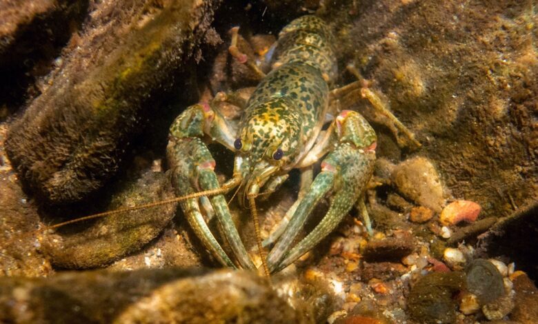 Is there an invading army of Crayfish Clone?  Try them