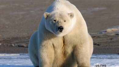 A 'mass migration' of polar bears from Alaska to Russia has taken place, local residents claim - Is that so?