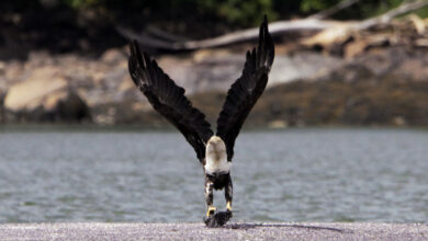 Bald eagle's recovery hampered by lead bullet use: NPR
