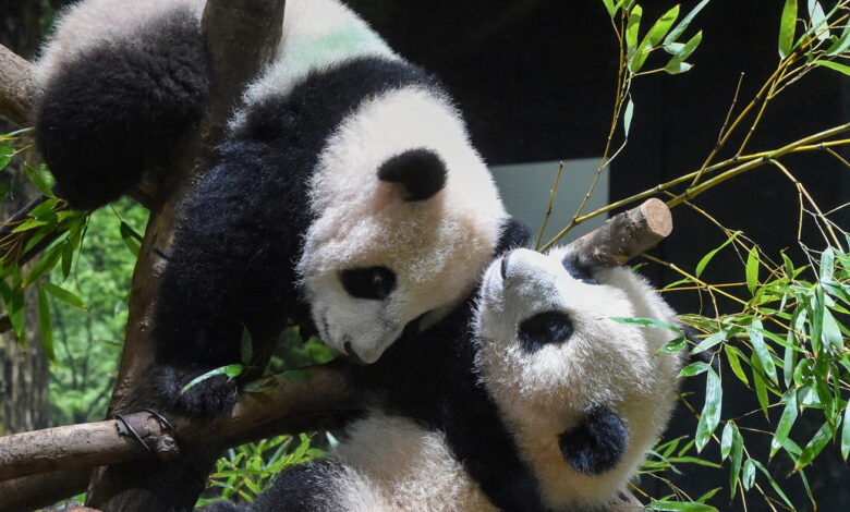 Twin Panda Cubs Delight Tokyo Fans in COVID Short release: NPR