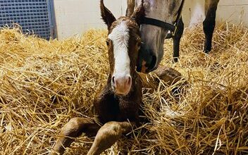 The first donkey failed to improve a Kentucky Colt