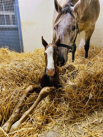 The first donkey failed to improve a Kentucky Colt