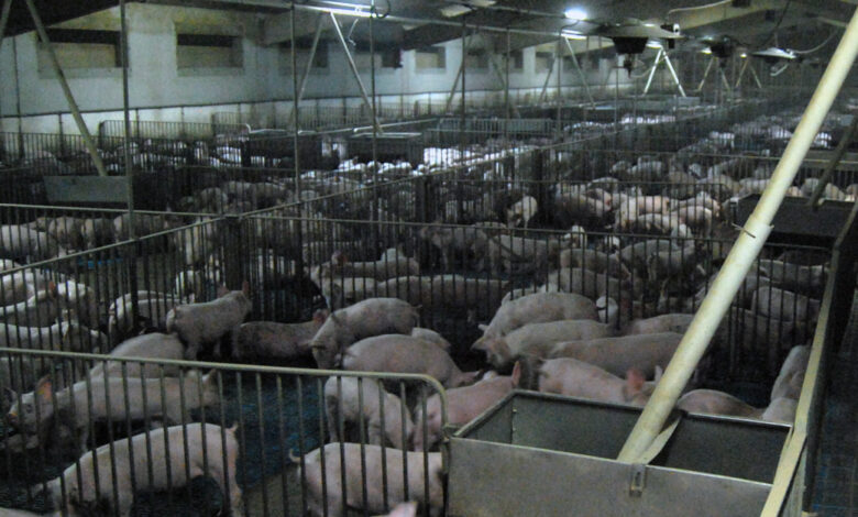 The devastating impact of factory farming in Spain
