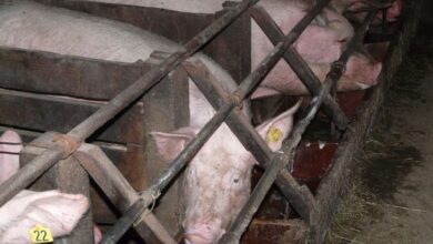 Goa bans rough crates used to keep mother pigs, calls for PETA India - Blog