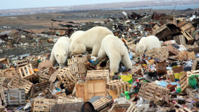 Climate change has turned polar bears into opportunists - Frustrated by that?