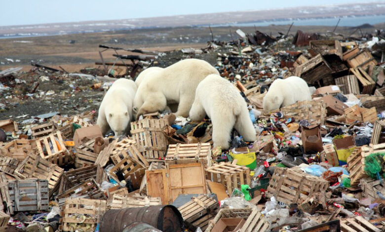 Climate change has turned polar bears into opportunists - Frustrated by that?