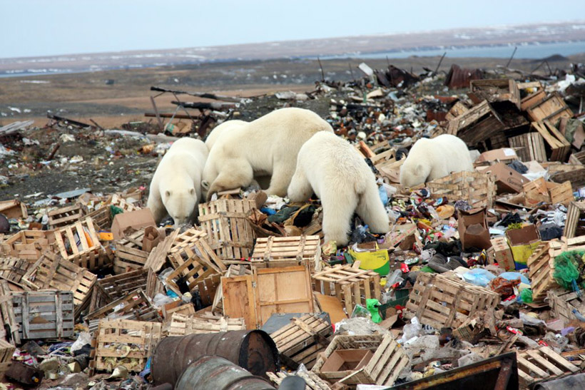 Climate change has turned polar bears into opportunists - Frustrated by  that? - News7g