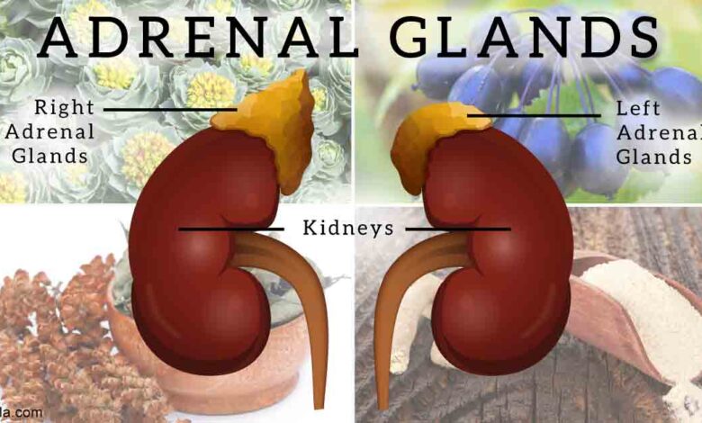 Four powerful adaptogens for adrenal support
